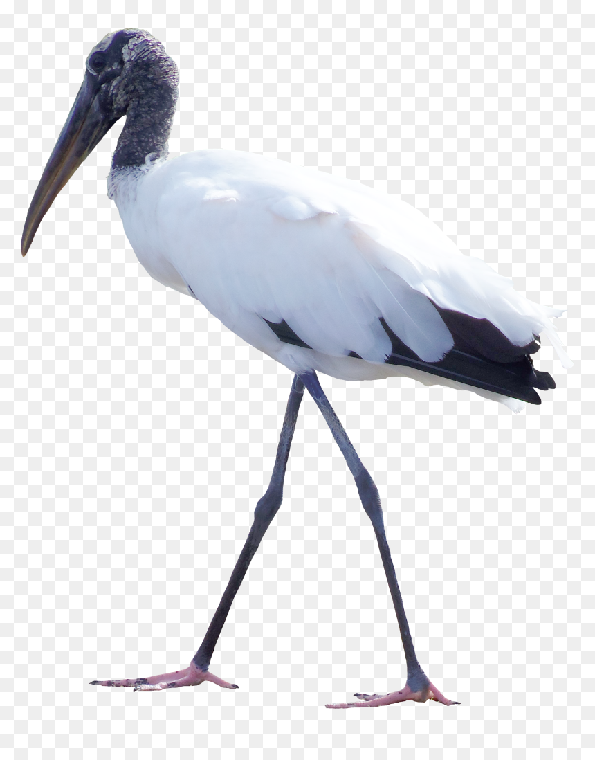 Clipart Birds Cranes - Crane Bird .png, Transparent Png - birds png