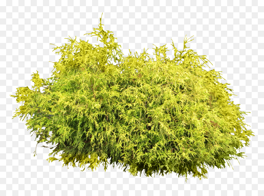 Bushes Clipart Bushy Tree - Bush Png, Transparent Png - vhv