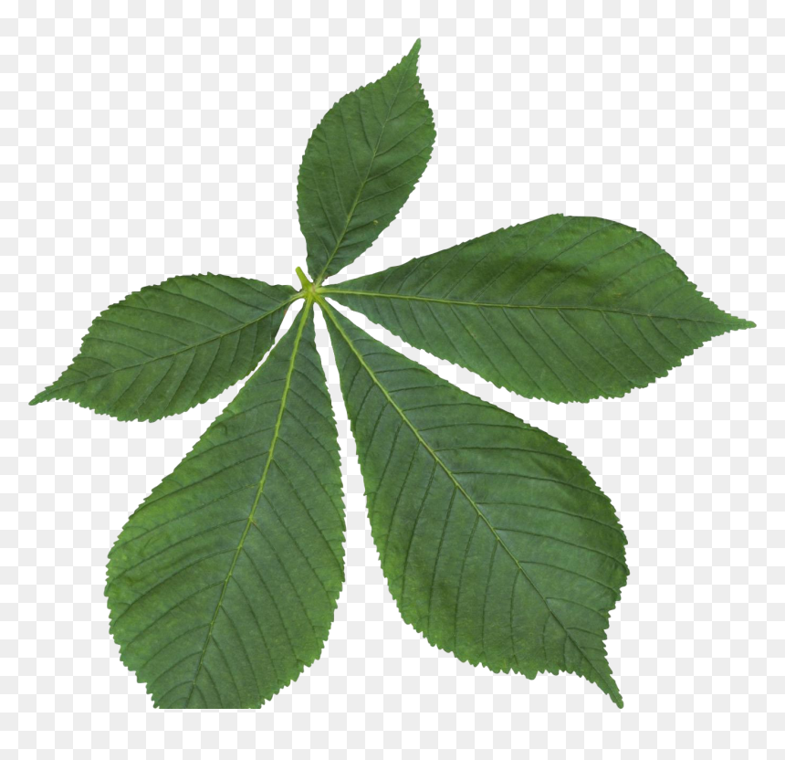 Leaves Png Free Download - Palmate Compound Leaf, Transparent Png - leaves png