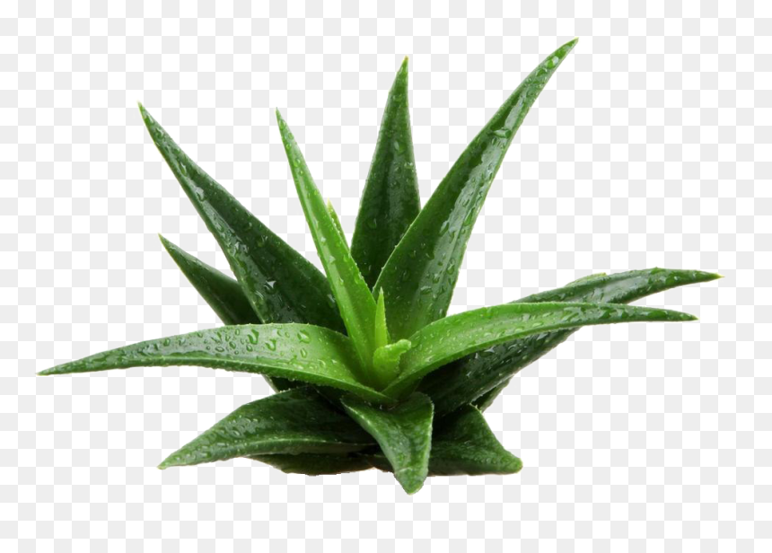 Aloe Vera Plant Png Image - Aloe Vera Plant Png, Transparent Png - plant png