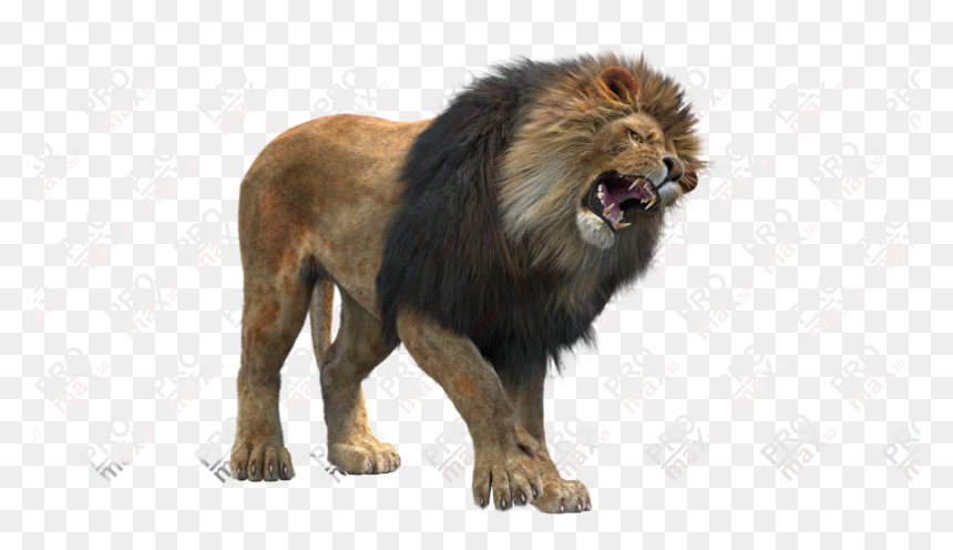 Lion Teeth Png - 3d Models 3ds Max 3d Models Lion 3d, Transparent Png - lion png