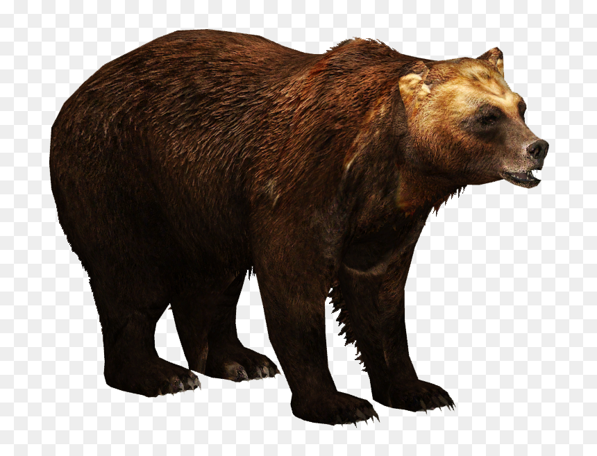 Thumb Image - Brown Bears Png, Transparent Png - bear png