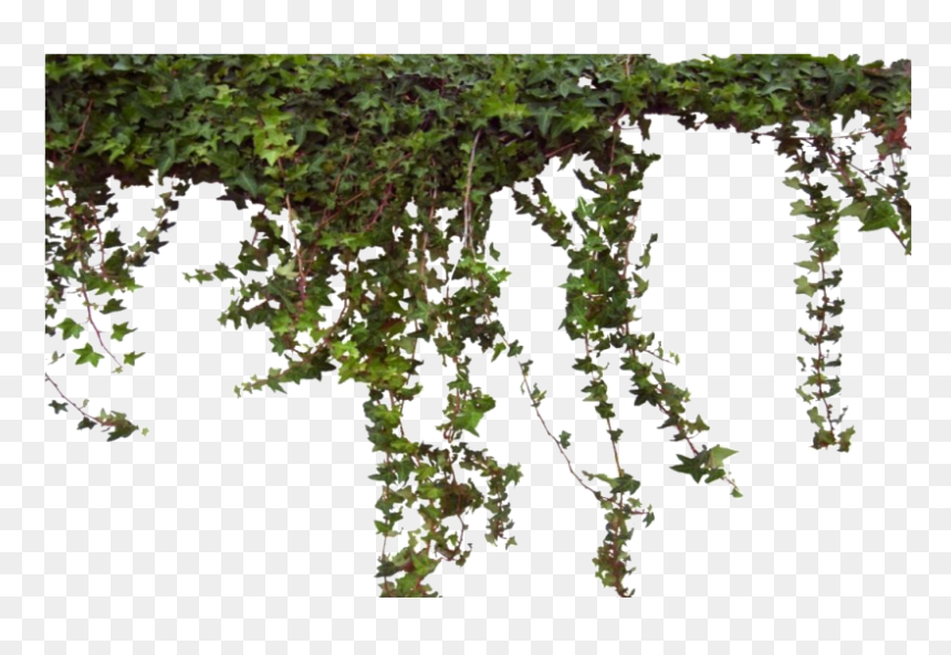 Ivy Vine Png Photos - Ivy Transparent Png, Png Download - vines png