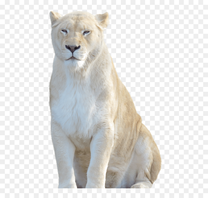 Download Lion Png Transparent Images Transparent Backgrounds - White Lion Transparent Background, Png Download - lion png
