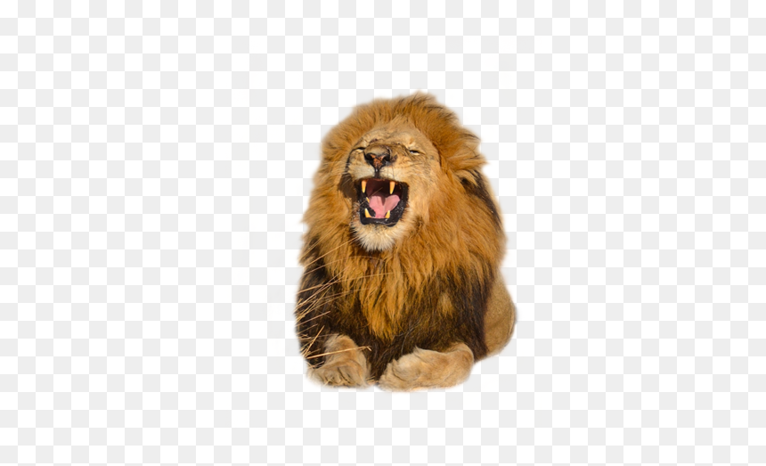 Download Free High Quality Lion Png Transparent Images - صور أسود للتصميم, Png Download - lion png