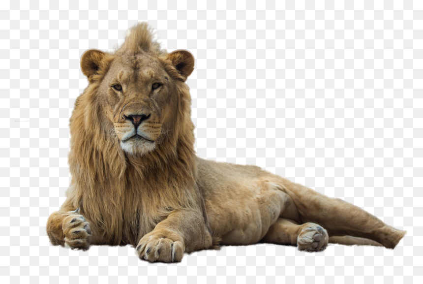 Lion Png Image - Lion, Transparent Png - lion png