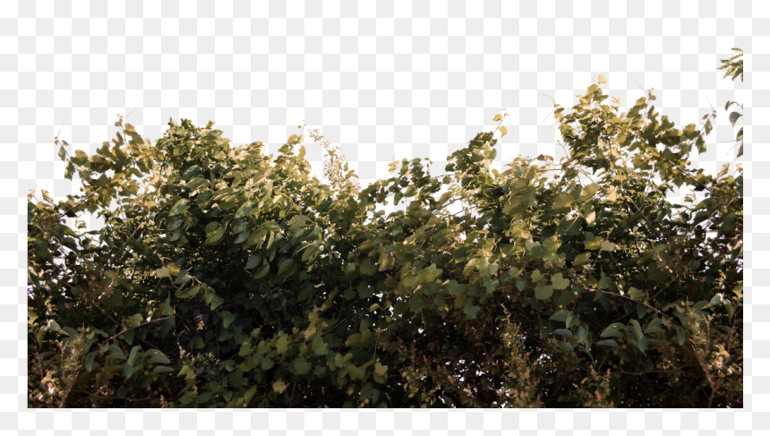Transparent Tree Roots Png - Portable Network Graphics, Png Download - vines png