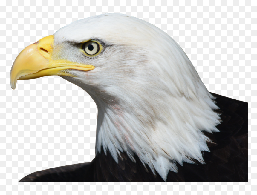 Bald Eagle Png Image - Eagle Beak Png, Transparent Png - eagle png