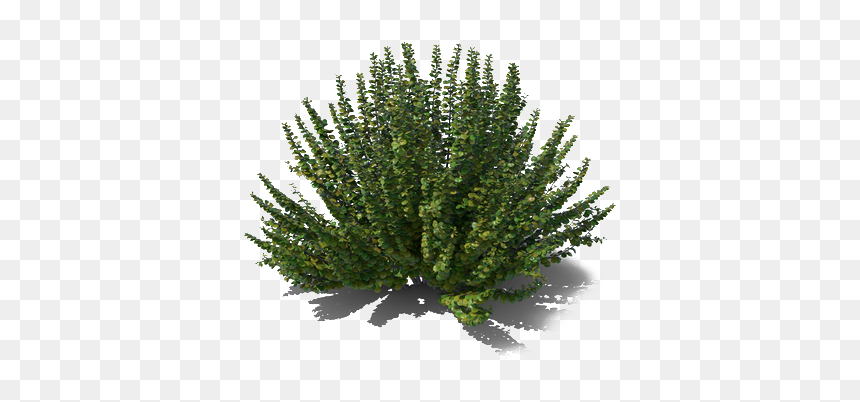 Mexican Bush Sage Png Picture - Pond Pine, Transparent Png - bush png