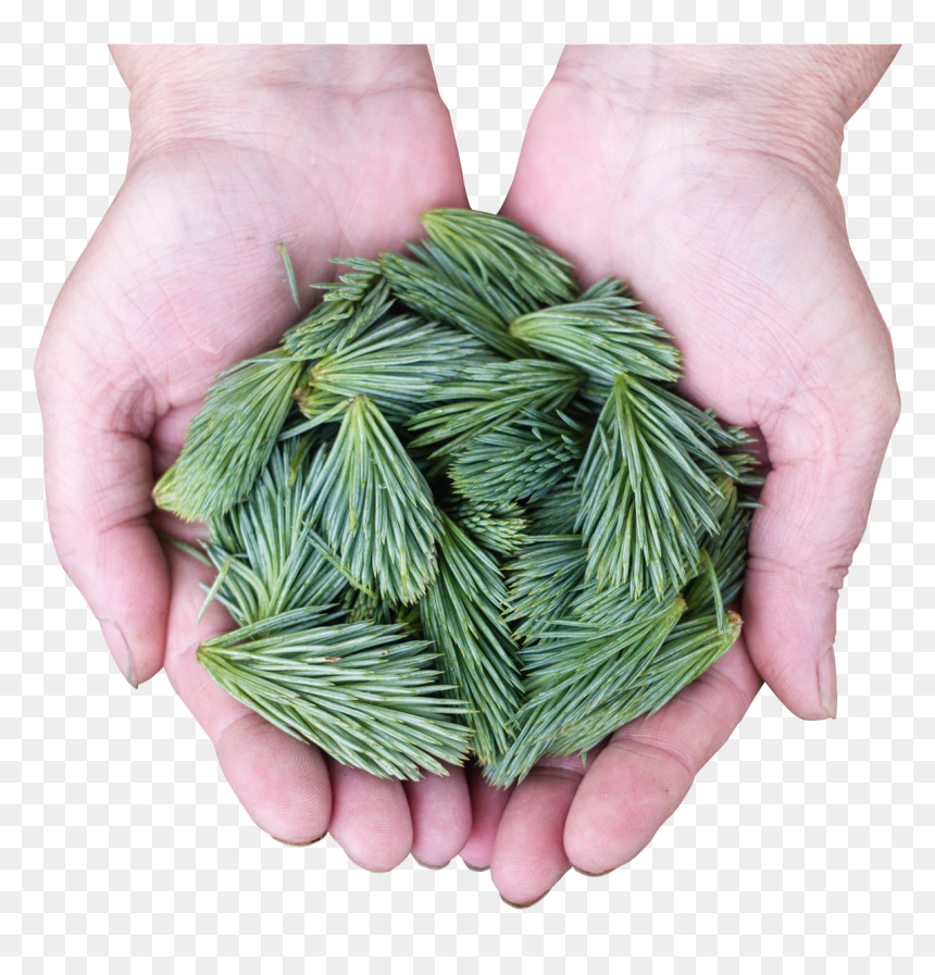 Pine Leaves Png Transparent Image - Portable Network Graphics, Png Download - leaves png