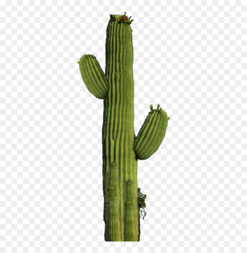 Cactus Png Image - Cactus Png, Transparent Png - cactus png