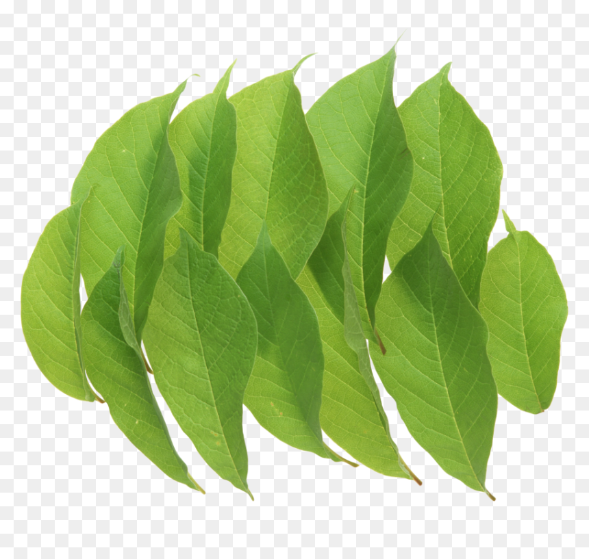 Portable Network Graphics, HD Png Download - leaves png