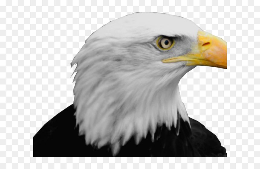 Bald Eagle Png Transparent Images - Bald Eagle Head Png, Png Download - eagle png