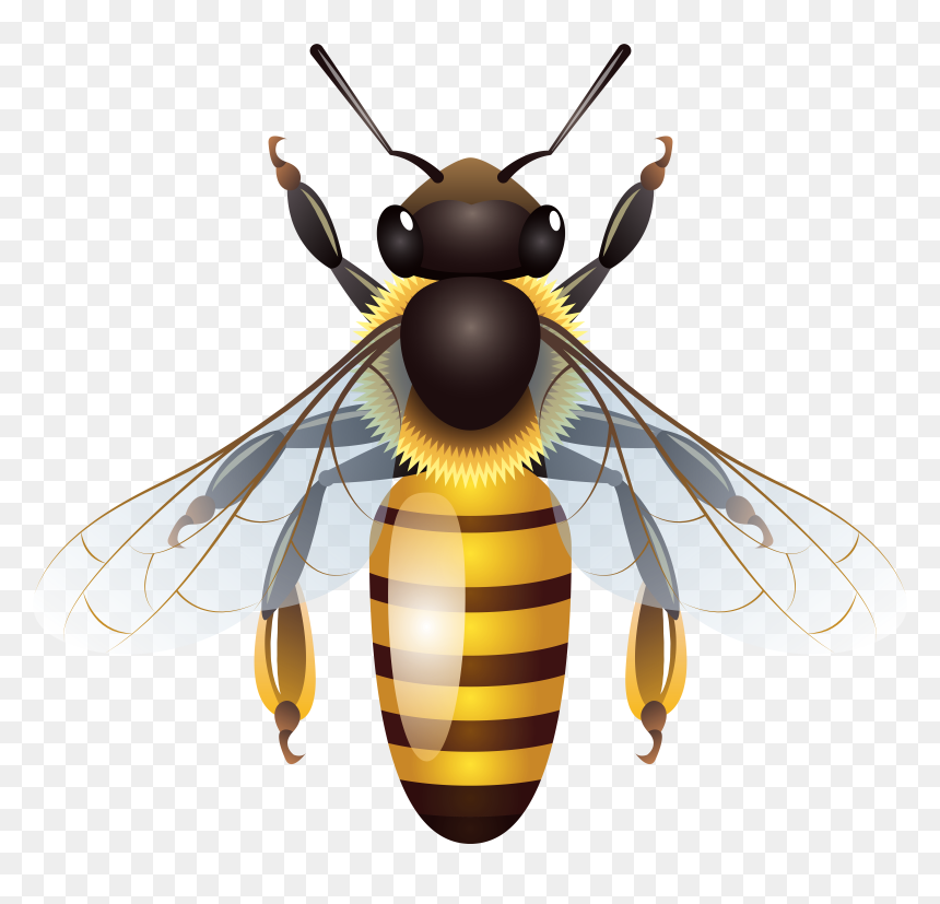 Bee Png Clip Art, Transparent Png - bee png