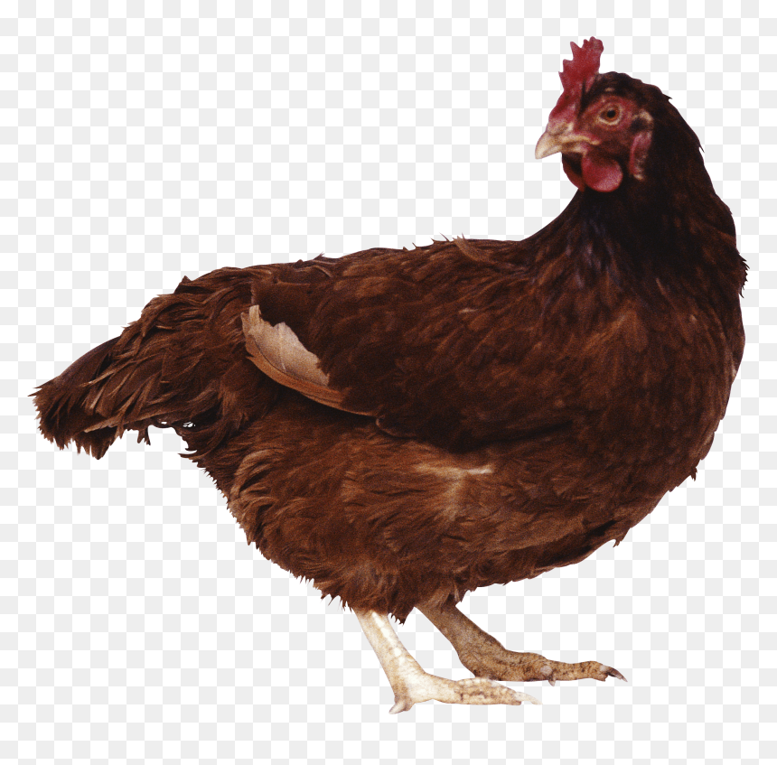 Brown Chicken Png Image - Brown Chicken Png, Transparent Png - chicken png