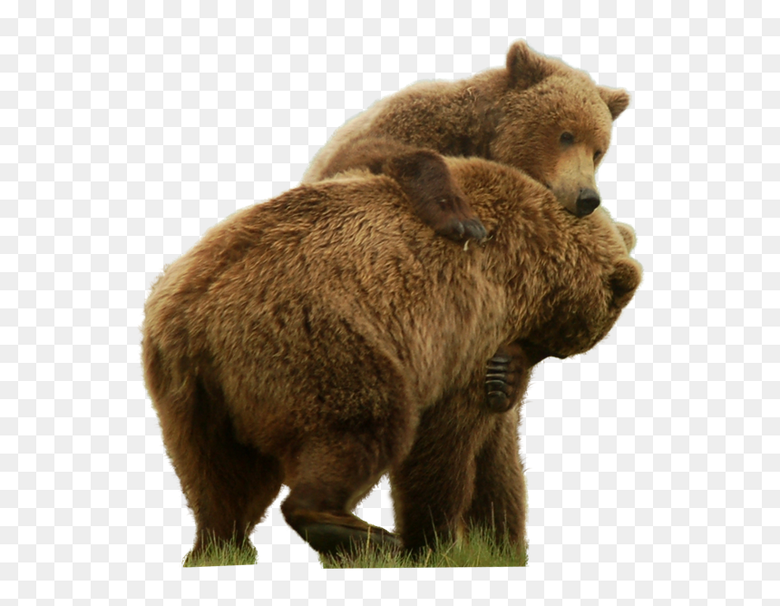 Transparent Grizzly Bear Png - Grizzly Bear Transparent Background, Png Download - bear png