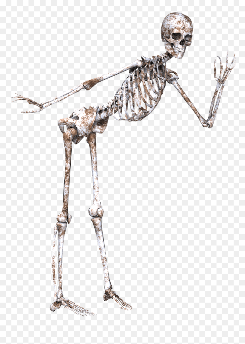 Skeleton Posing Clip Arts - Transparent Skeleton, HD Png Download - skeleton png
