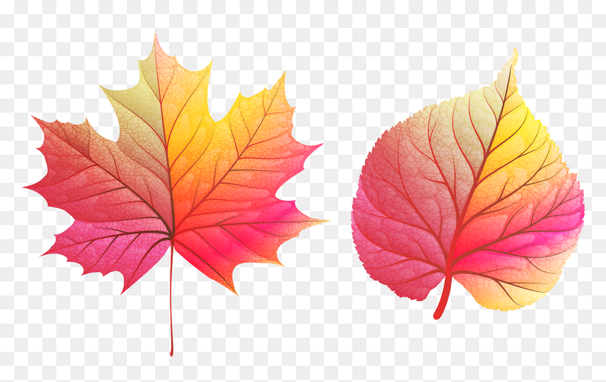 Fall Color Leaves Png, Transparent Png - fall leaves png