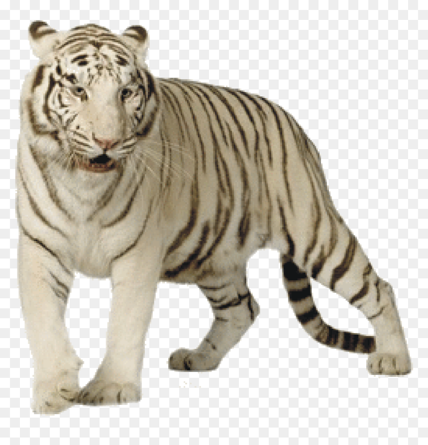 White Tiger Png , Png Download - White Tiger Transparent, Png Download - tiger png