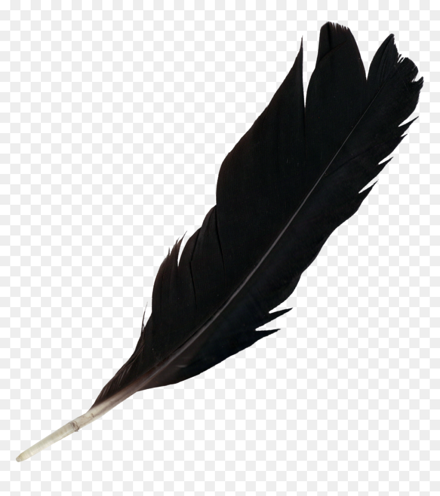 Thumb Image - Black Feather Png, Transparent Png - feather png
