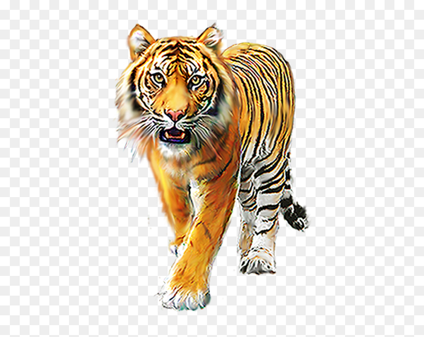 Tiger Png, Transparent Png - tiger png