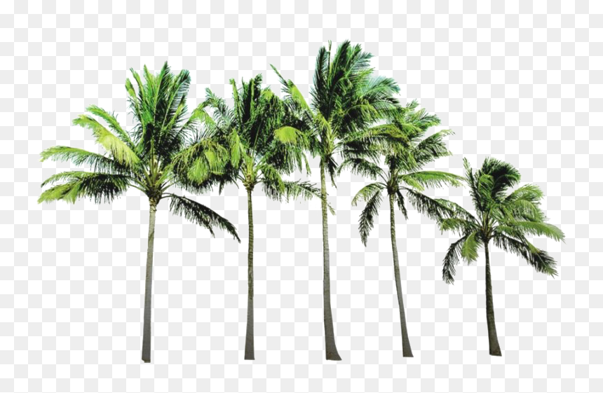 Palm Trees Background Png, Transparent Png - palm trees png