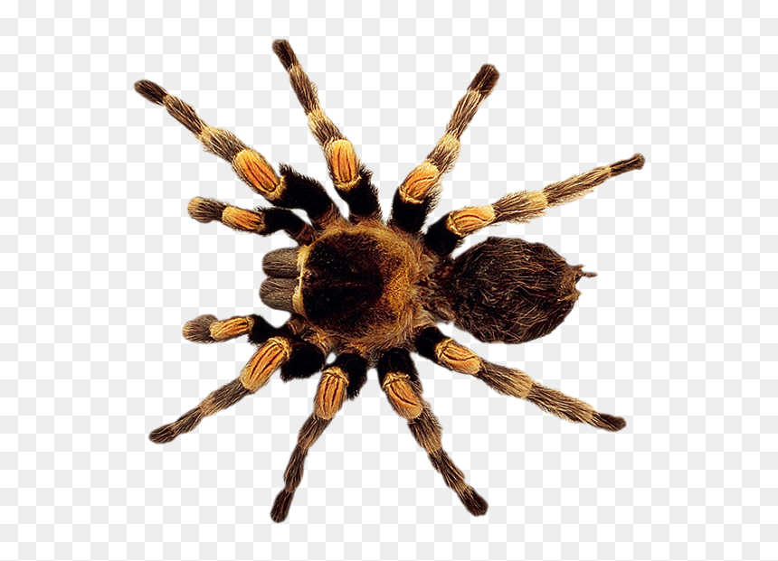 Spider Png Free Download - Transparent Tarantula Png, Png Download - spider png
