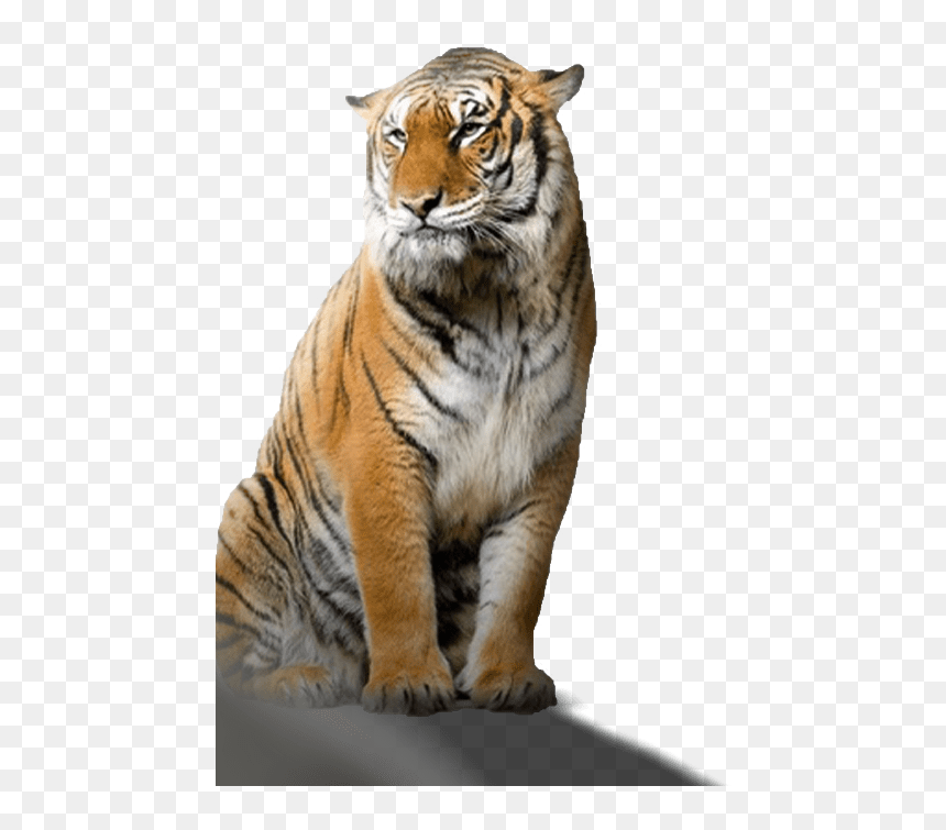 Taukeer Editz Background Png, Transparent Png - tiger png