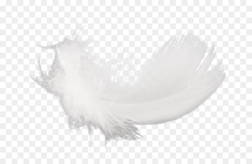 Free Png Feather Png Images Transparent - Macro Photography, Png Download - feather png