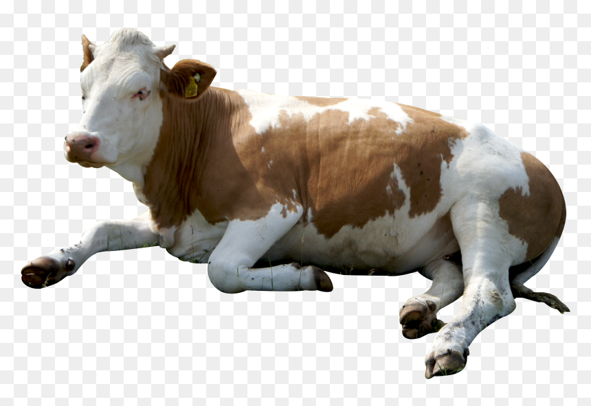 Cow Png Image - Cows Png, Transparent Png - cow png