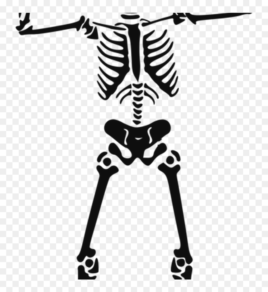Human Skeleton Skull Anatomy Human Body Free Commercial - Skeleton Clipart Black And White, HD Png Download - skeleton png