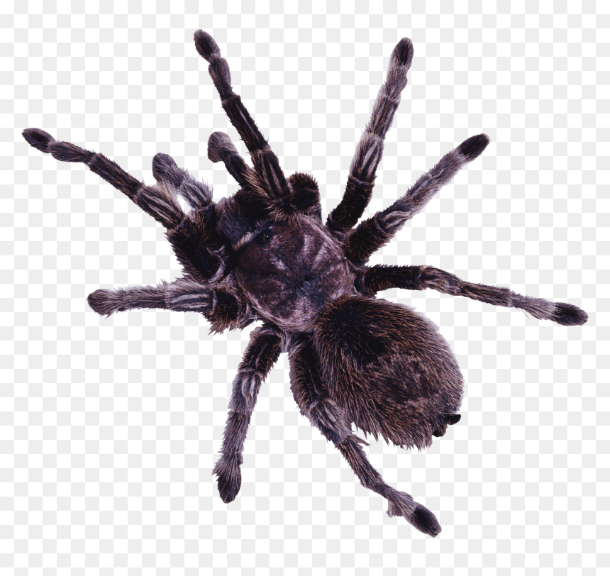 Spider Png Image - Tarantula Png, Transparent Png - spider png