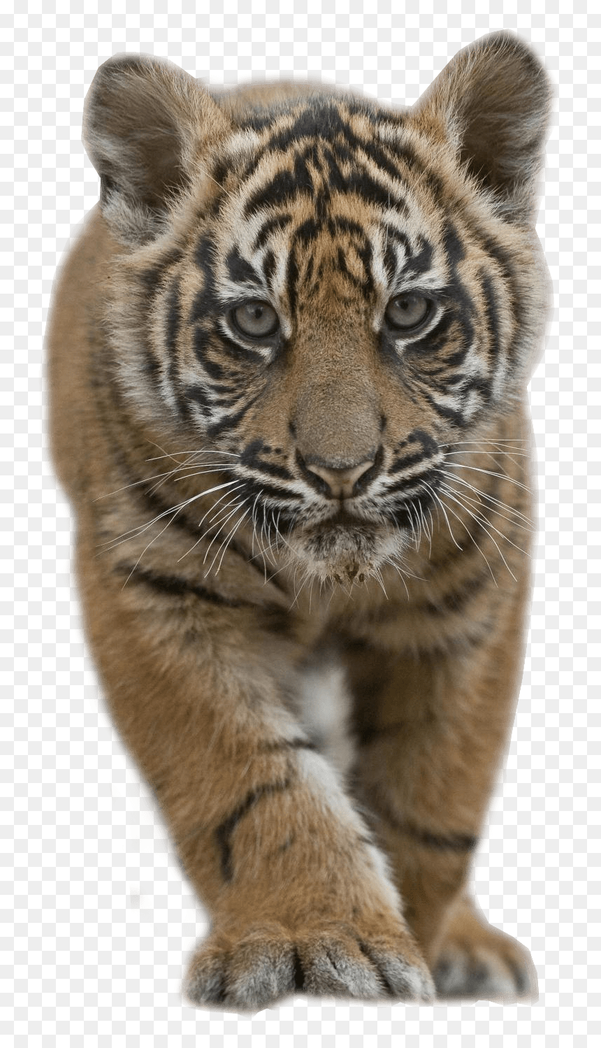 Thumb Image - Tiger Cub Png, Transparent Png - tiger png