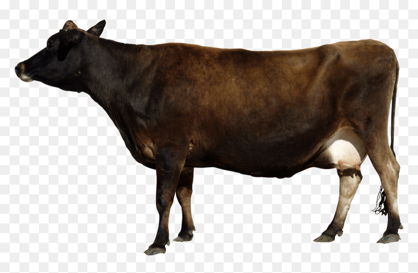 Brown Cow Transparent, HD Png Download - cow png