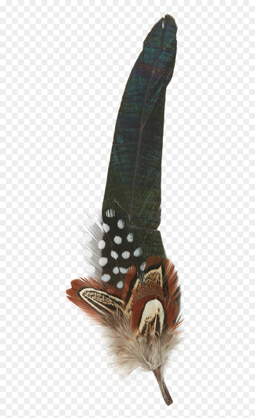 Feather Png Free Download - Insect, Transparent Png - feather png