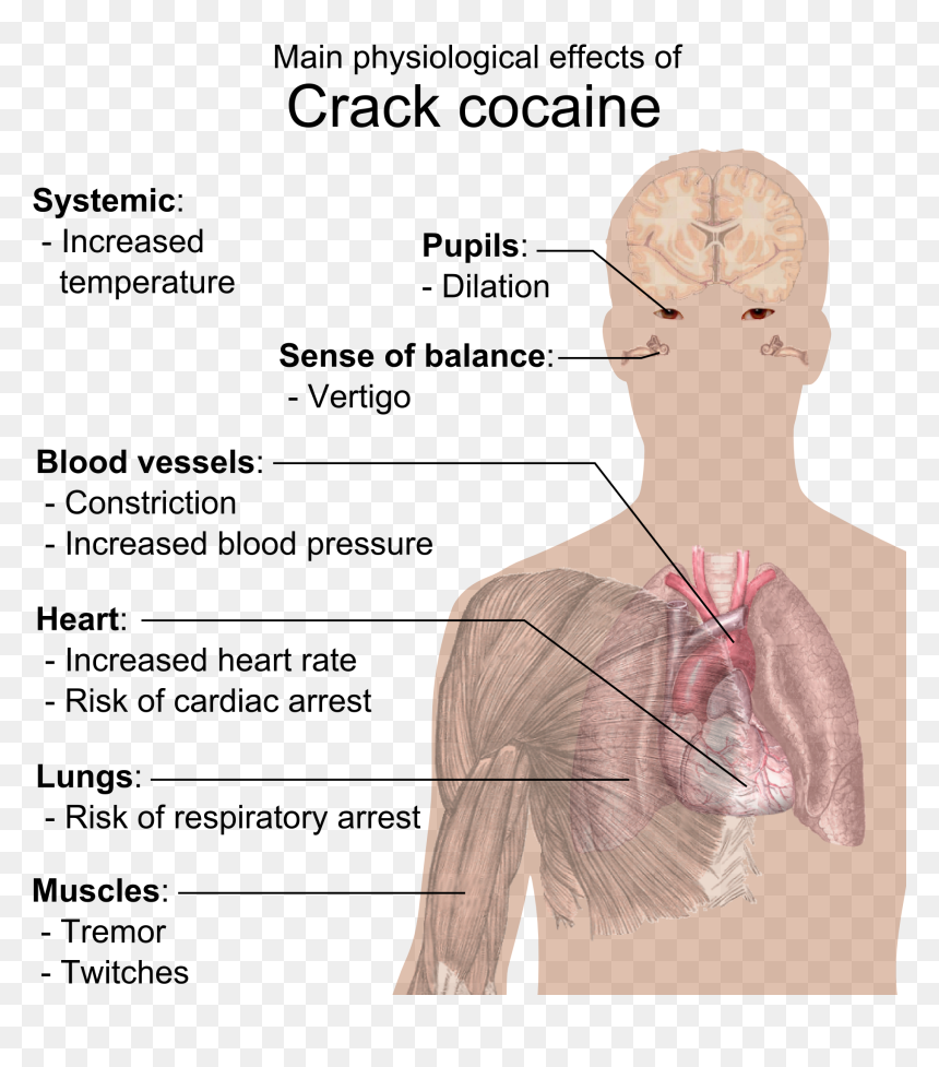 Physiological Effects Of Crack Cocaine - Crack Does To Your Body, HD Png Download - crack png