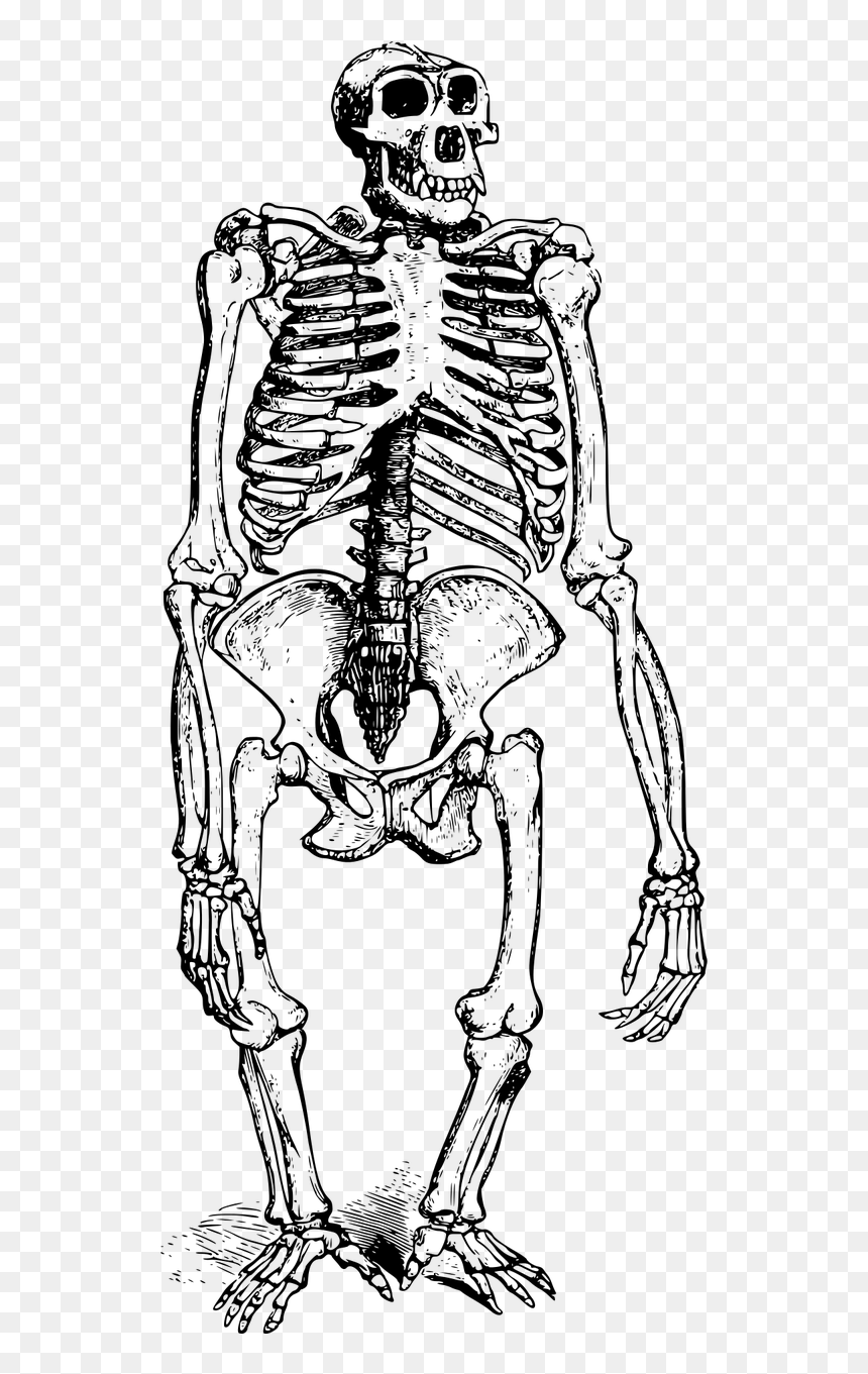 Animal Skeletons Drawings Gorilla, HD Png Download - skeleton png