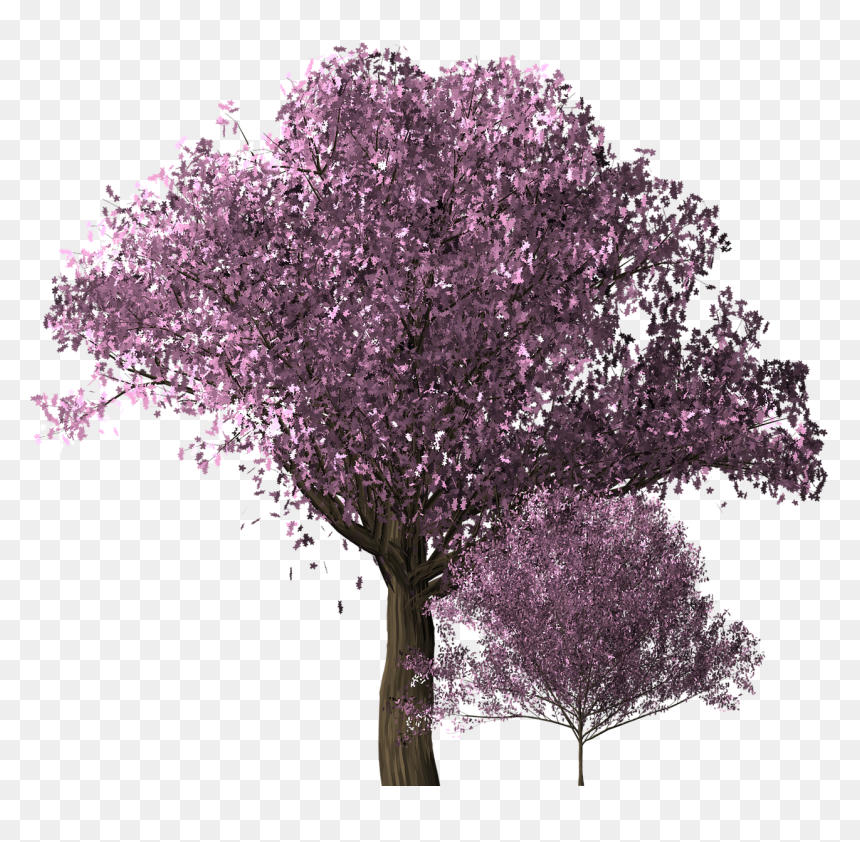 Transparent Cherry Blossoms Png Tree, Png Download - cherry blossom png