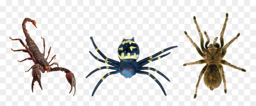 แมงมุม แมงป่อง, HD Png Download - spider png