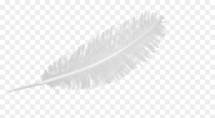 Feather - Eyelash Extensions, HD Png Download - feather png