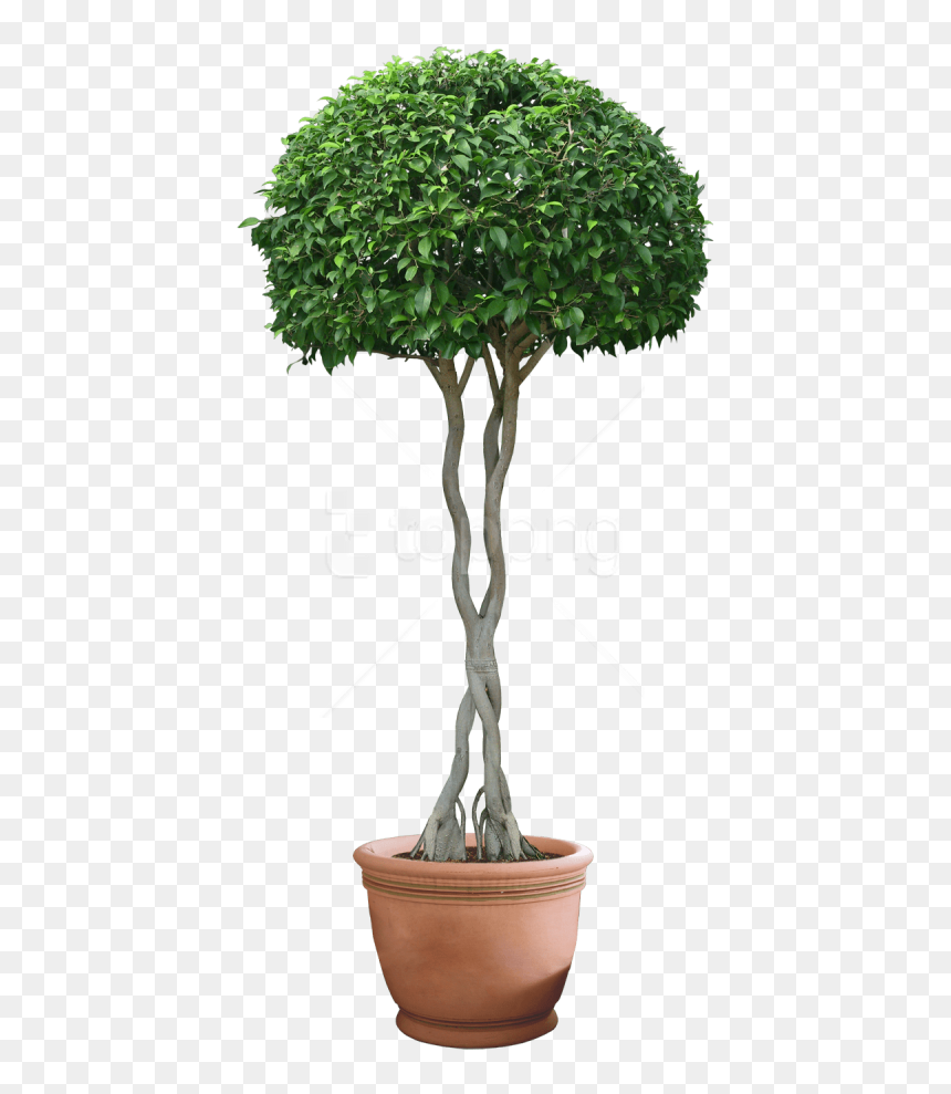 Download Plants Png Images Background - Plant Png, Transparent Png - plants png