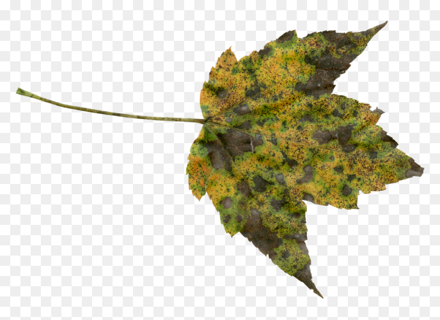 Canvas Print Nature Orange Transparent Autumn Fall - Transparent Foliage, HD Png Download - fall leaves png