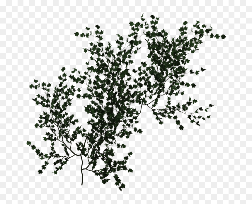 Climbing Vine Green Png - Climbing Vines Png, Transparent Png - vine png