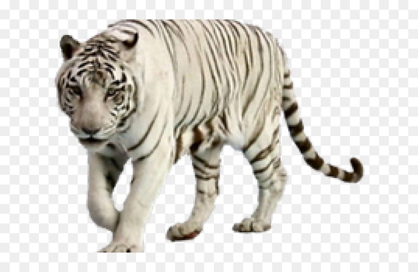 White Tiger Clipart Graffiti - Transparent White Tiger Png, Png Download - tiger png