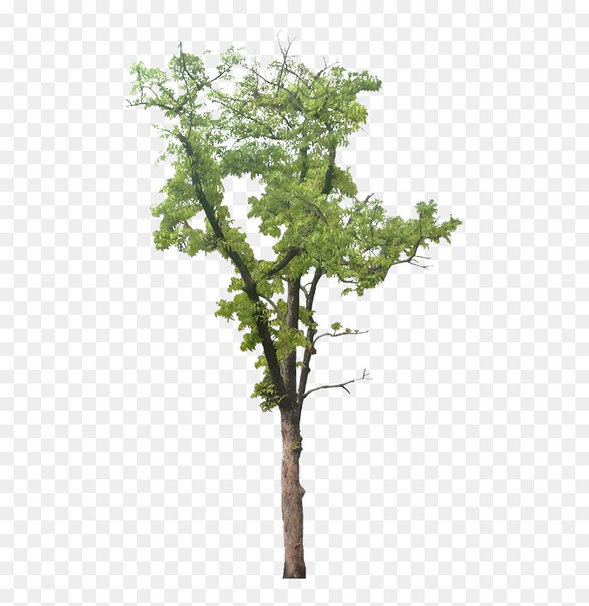 Mahogany Tree Transparent, HD Png Download - plants png