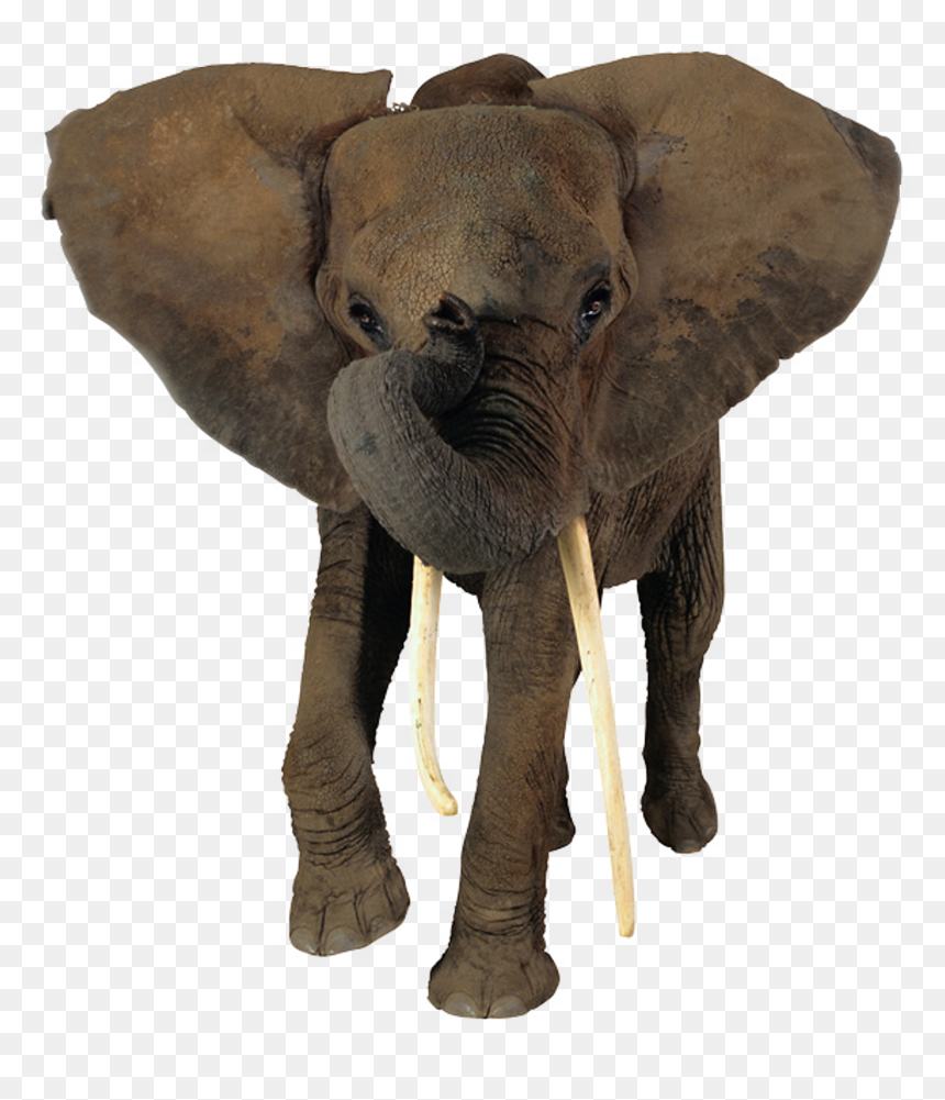 African Elephant Head Png - Transparent Background Elephant Png, Png Download - elephant png