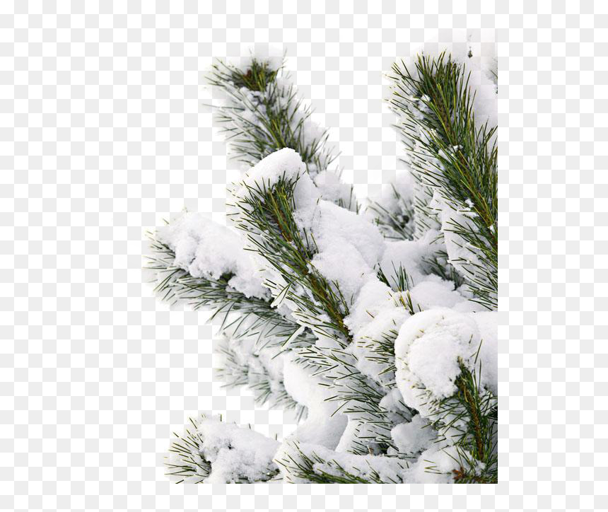 #snowtree #snow #branch - Snow Pine Tree Png, Transparent Png - pine tree png