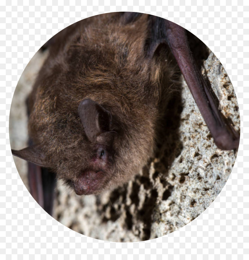 Photo By Ryan Hagerty, Usfws - Punxsutawney Phil, HD Png Download - bat png