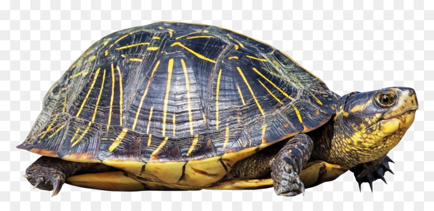 Turtle Png Image, Transparent Png - turtle png