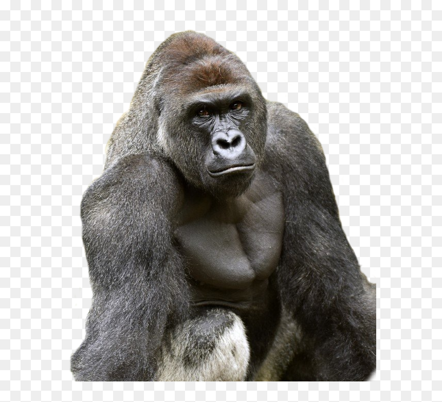 Harambe Cut Out - Starbucks, HD Png Download - harambe png
